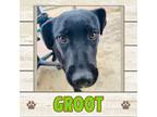 Adopt Groot a Labrador Retriever