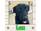 Adopt Loki a Labrador Retriever