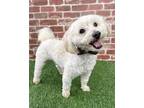 Adopt Stuart a Poodle