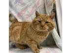 Adopt Buffet a Domestic Short Hair