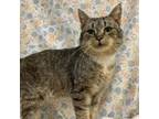 Adopt Vernal a Domestic Short Hair