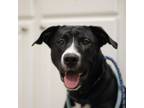 Adopt Aleppo a Pit Bull Terrier, Labrador Retriever