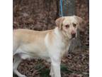 Adopt Broccolini a Labrador Retriever, Yellow Labrador Retriever