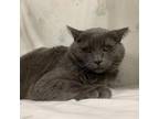 Adopt Grimcutty a Domestic Short Hair