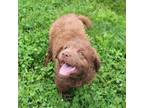 Chesapeake Bay Retriever Puppy for sale in Scottsville, KY, USA