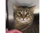 Adopt Dreambell a Domestic Short Hair