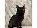 Adopt Screech a Domestic Short Hair