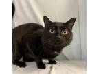 Adopt Kael a Domestic Short Hair