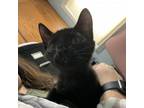 Adopt Lefty a Domestic Short Hair