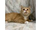 Adopt Filbert a Domestic Medium Hair