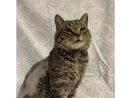 Adopt Tom Riddle a Domestic Short Hair