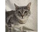 Adopt Atsushi a Domestic Short Hair