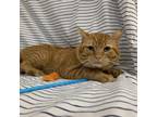 Adopt Dilligaf a Domestic Short Hair