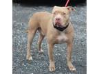 Adopt Pasta Salad a Pit Bull Terrier