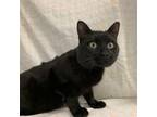 Adopt Quest a Domestic Short Hair