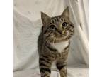 Adopt Matthew a Domestic Short Hair