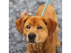 Adopt Corduroy a Mixed Breed