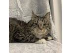 Adopt Husqvarna a Domestic Short Hair