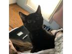 Adopt Righty a Domestic Short Hair