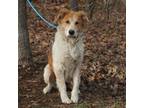 Adopt Layne a Great Pyrenees, Collie