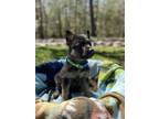 Adopt Blaze - The B & G Pups a German Shepherd Dog