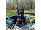Adopt Borus - The B & G Pups a German Shepherd Dog