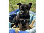 Adopt Baron- The B & G Litter a German Shepherd Dog