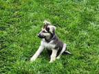 Adopt Bruno - The B & G Pups a German Shepherd Dog