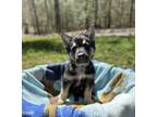 Adopt Blake - The B & G Pups a German Shepherd Dog