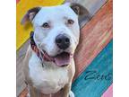 Adopt Zeus - PAWS a American Staffordshire Terrier