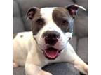 Adopt Zuko - Foster or Adopt Me! a American Staffordshire Terrier