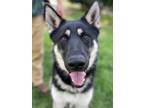 Adopt Simba a Husky, Shepherd