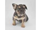 French Bulldog Puppy for sale in Boise, ID, USA