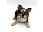 French Bulldog Puppy for sale in Boise, ID, USA