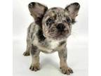 French Bulldog Puppy for sale in Boise, ID, USA