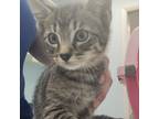 Adopt Voltuire (24-2934) a Domestic Short Hair