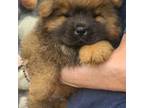 Chow Chow Puppy for sale in Merritt, MI, USA