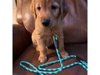 Golden Retriever Puppy for sale in Warsaw, MO, USA