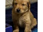 Golden Retriever Puppy for sale in Warsaw, MO, USA