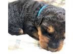 Airedale Terrier Puppy for sale in Albany, GA, USA