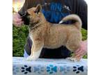 Akita Puppy for sale in Lebanon, VA, USA