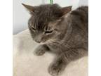 Adopt Leroy a Domestic Short Hair