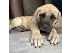 Great Dane Puppy for sale in White Lake, MI, USA