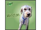 Adopt Winston a Goldendoodle