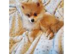 Pomeranian Puppy for sale in Hagerstown, MD, USA