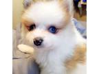 Pomeranian Puppy for sale in Hagerstown, MD, USA