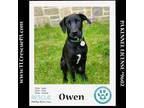 Adopt Owen (Party of Five pups) 040624 a Labrador Retriever