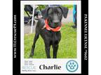Adopt Charlie (Party of Five pups) 040624 a Labrador Retriever