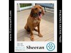 Adopt Sheeran 040624 a Redbone Coonhound