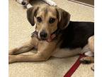 Adopt PEANUT a Beagle, Black and Tan Coonhound